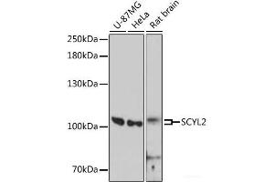 Western blot analysis of extracts of various cell lines using SCYL2 Polyclonal Antibody at dilution of 1:3000. (SCYL2 Antikörper)