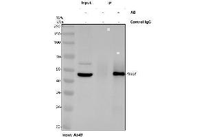 Immunoprecipitating (IP) SNX6 in A549 whole cell lysate. (SNX6 Antikörper  (AA 1-406))