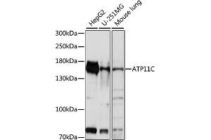 Western blot analysis of extracts of various cell lines, using C antibody (ABIN7265757) at 1:1000 dilution.