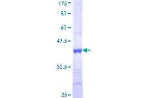 ITGA7 Protein (AA 478-577) (GST tag)