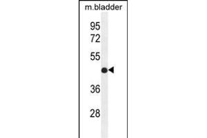 IRF2 Antibody (Center) (ABIN655172 and ABIN2844790) western blot analysis in mouse bladder tissue lysates (35 μg/lane).