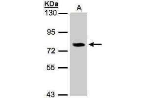 Image no. 2 for anti-Interleukin 17 Receptor D (IL17RD) (AA 286-501) antibody (ABIN467484) (IL17RD Antikörper  (AA 286-501))