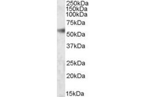 Western Blotting (WB) image for anti-SH2 Domain Containing 4A (SH2D4A) (AA 152-164) antibody (ABIN343142) (SH2D4A Antikörper  (AA 152-164))