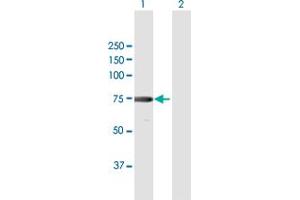 Western Blot analysis of XRCC6 expression in transfected 293T cell line by XRCC6 MaxPab polyclonal antibody. (XRCC6 Antikörper  (AA 1-609))