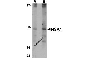 Western Blotting (WB) image for anti-Nsa1p (NSA1) (N-Term) antibody (ABIN1031491) (Nsa1p (NSA1) (N-Term) Antikörper)