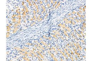 ABIN6264119 and ABIN6272974 at 1/100 staining Rat stomach tissue by IHC-P. (PDLIM7 Antikörper  (N-Term))
