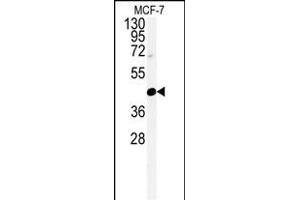 Western blot analysis of CENPN Antibody (C-term) (ABIN651105 and ABIN2840073) in MCF-7 cell line lysates (35 μg/lane). (CENPN Antikörper  (C-Term))