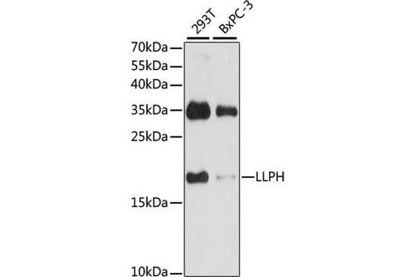 LLPH Antikörper  (AA 1-129)