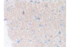 IHC-P analysis of Rat Cerebrum Tissue, with DAB staining. (Thrombopoietin Antikörper  (AA 24-266))