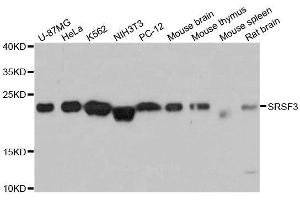 Western blot analysis of extracts of various cell lines, using SRSF3 antibody. (SRSF3 Antikörper  (AA 1-90))