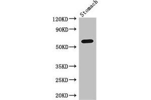 Western Blot Positive WB detected in: Mouse stomach tissue All lanes: IL4I1 antibody at 3 μg/mL Secondary Goat polyclonal to rabbit IgG at 1/50000 dilution Predicted band size: 63, 66 kDa Observed band size: 63 kDa (IL4I1 Antikörper  (AA 139-339))