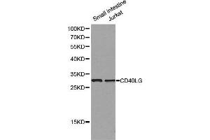 Western blot analysis of small intestine cell and Jurkat cell lysate using CD40LG antibody. (CD40 Ligand Antikörper  (AA 47-223))
