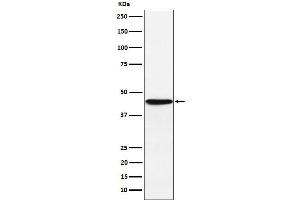 Western blot analysis of HLA F expression in JAR cell lysate.