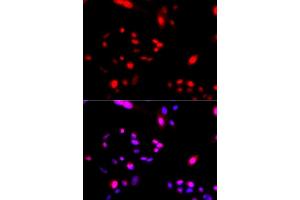 Immunofluorescence (IF) image for anti-Cullin 4A (CUL4A) antibody (ABIN3016906) (Cullin 4A Antikörper)