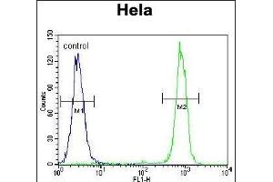 CPB1 Antibody (N-term) (ABIN655962 and ABIN2845347) flow cytometric analysis of Hela cells (right histogram) compared to a negative control cell (left histogram). (CPB1 Antikörper  (N-Term))
