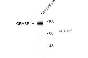 Image no. 1 for anti-GRP1 (General Receptor For phosphoinositides 1)-Associated Scaffold Protein (GRASP) (C-Term) antibody (ABIN372659) (Tamalin/GRASP Antikörper  (C-Term))