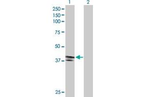 Western Blot analysis of EDA2R expression in transfected 293T cell line by EDA2R MaxPab polyclonal antibody. (Ectodysplasin A2 Receptor Antikörper  (AA 1-297))