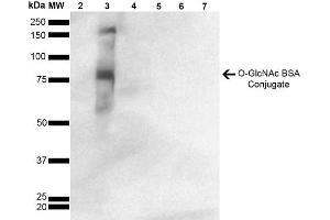 Western Blot analysis of GlcNAc-BSA Conjugate showing detection of 67 kDa GlcNAc-BSA using Mouse Anti-GlcNAc Monoclonal Antibody, Clone 9H6 . (O-GlcNAc Antikörper (HRP))