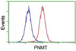 Image no. 2 for anti-Phenylethanolamine N-Methyltransferase (PNMT) antibody (ABIN1500312) (PNMT Antikörper)
