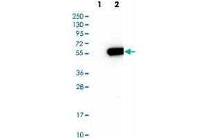 Western Blot analysis of Lane 1: negative control (vector only transfected HEK293T cell lysate) and Lane 2: over-expression lysate (co-expressed with a C-terminal myc-DDK tag in mammalian HEK293T cells) with MINA polyclonal antibody .