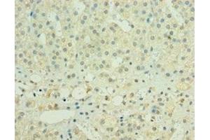 Immunohistochemistry of paraffin-embedded human adrenal gland tissue using ABIN7155978 at dilution of 1:100 (HYLS1 Antikörper  (AA 70-299))