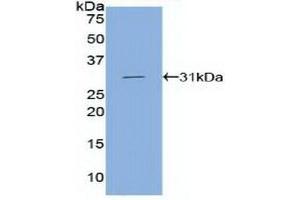 Western Blotting (WB) image for anti-Cadherin 5 (CDH5) (AA 68-307) antibody (ABIN2901785)