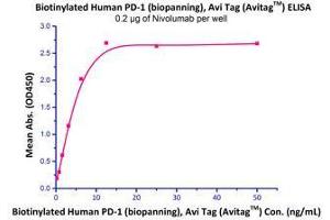 Immobilized Nivolumab at 2μg/mL (100 µl/well),can bind Biotinylated Human PD-1, His Tag (Cat# PD1-H82E4) with a linear range of 0. (PD-1 Protein (AA 25-167) (His tag,AVI tag,Biotin))