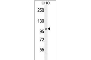 CCDC39 Antibody (C-term) (ABIN654992 and ABIN2844628) western blot analysis in CHO cell line lysates (35 μg/lane). (CCDC39 Antikörper  (C-Term))