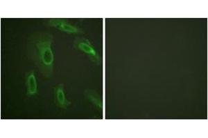 Immunofluorescence (IF) image for anti-Mucin 1 (MUC1) (AA 1204-1253) antibody (ABIN2888796) (MUC1 Antikörper  (AA 1204-1253))