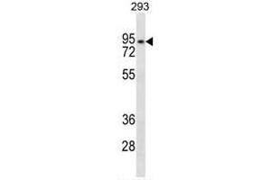 ANKRD6 Antibody (Center) western blot analysis in 293 cell line lysates (35µg/lane). (ANKRD6 Antikörper  (Middle Region))