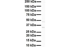 Western Blotting (WB) image for anti-GATA Binding Protein 2 (GATA2) (N-Term) antibody (ABIN2777458)