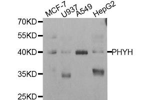 Western Blotting (WB) image for anti-Phytanoyl-CoA 2-Hydroxylase (PHYH) antibody (ABIN1980320) (PHYH Antikörper)