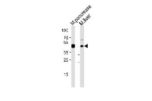 Western blot analysis of lysates from mouse pancrease and mouse liver tissue lysate (from left to right), using Mouse T Antibody (C-term) (ABIN6244329 and ABIN6577537). (T Antigen (AA 408-442) Antikörper)