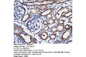 Human kidney (FHL1 Antikörper  (C-Term))