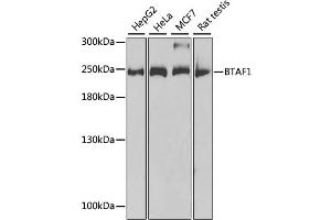 Western blot analysis of extracts of various cell lines, using BTAF1 antibody (ABIN2561475) at 1:1000 dilution.