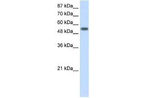 YARS antibody used at 2. (YARS Antikörper  (C-Term))