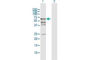 Western Blot analysis of PDZD3 expression in transfected 293T cell line by PDZD3 MaxPab polyclonal antibody. (PDZD3 Antikörper  (AA 1-491))