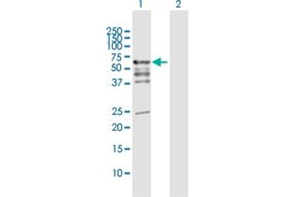 PDZD3 Antikörper  (AA 1-491)