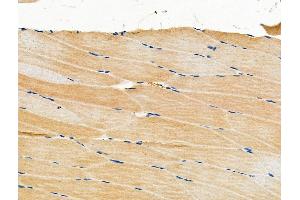 ABIN6263703 and ABIN6276760 at 1/100 staining Mouse muscle tissue by IHC-P. (NPPA Antikörper  (C-Term))