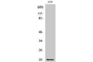 Western Blotting (WB) image for anti-CD3d Molecule, delta (CD3-TCR Complex) (CD3D) (Internal Region) antibody (ABIN3183769) (CD3D Antikörper  (Internal Region))