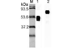 Western blot analysis using anti-IL-23p19 (human), mAb (I 178G)  at 1:2'000 dilution. (IL23A Antikörper)