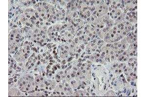 Image no. 10 for anti-Transducin-Like Enhancer of Split 1 (E(sp1) Homolog, Drosophila) (TLE1) (AA 180-460) antibody (ABIN1491050)