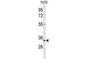 TSPAN33 Antikörper  (C-Term)