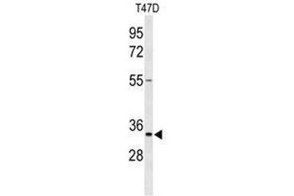 TSPAN33 Antikörper  (C-Term)