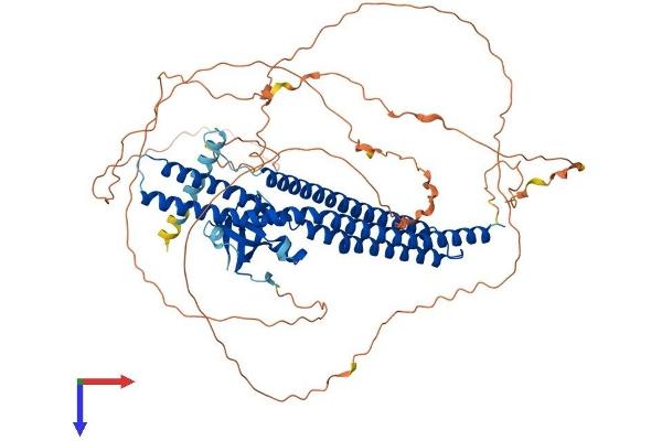 Amphiphysin Protein (AMPH) (AA 1-686) (His tag)