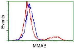 HEK293T cells transfected with either RC204290 overexpress plasmid (Red) or empty vector control plasmid (Blue) were immunostained by anti-MMAB antibody (ABIN2454035), and then analyzed by flow cytometry. (MMAB Antikörper)