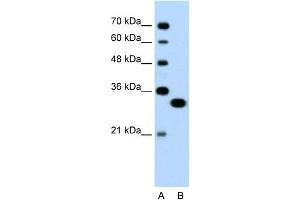 WB Suggested Anti-TFEC Antibody Titration:  0.