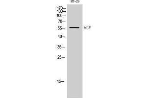 Western Blotting (WB) image for anti-Aprataxin and PNKP Like Factor (APLF) (Tyr861) antibody (ABIN3183317) (APLF Antikörper  (Tyr861))