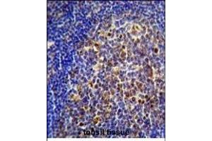 CHRNA10 Antibody (Center) (ABIN656120 and ABIN2845459) immunohistochemistry analysis in formalin fixed and paraffin embedded human tonsil tissue followed by peroxidase conjugation of the secondary antibody and DAB staining. (CHRNA10 Antikörper  (AA 179-206))