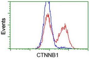 HEK293T cells transfected with either RC208947 overexpress plasmid (Red) or empty vector control plasmid (Blue) were immunostained by anti-CTNNB1 antibody (ABIN2454138), and then analyzed by flow cytometry. (CTNNB1 Antikörper)